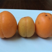 Ugly Apricot