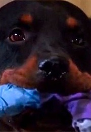 Prince From the People Under the Stairs (1991)