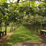 Te Puke, New Zealand
