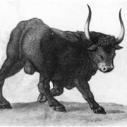 Aurochs Go Extinct 1627