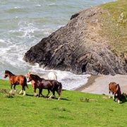 Cardigan Island Coastal Farm Park, Wales