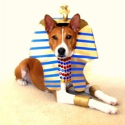 Basenji Costume