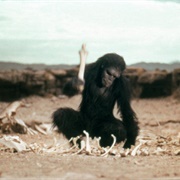 Tribe Leader - 2001 Space Odyssey