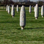 Field of Concrete Corn