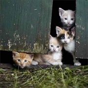 Finding Kittens