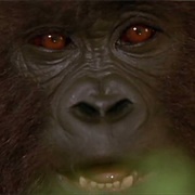 Mighty Joe Young - Griphook