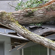 Huge Tree Falling on Your House