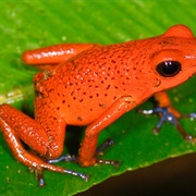 Strawberry Poison Dart Frog