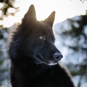 Alaskan Noble Companion Dog