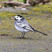 Wagtail