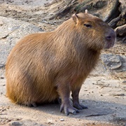 Capybara (Largest Rodent)