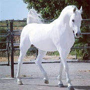 White Horse