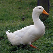 Duck-Domestic