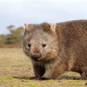Wombat