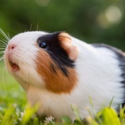 Guinea Pig