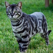 Zebra Cat