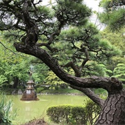 The Imperial Palace Gardens, Tokyo