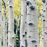 Birch Trees