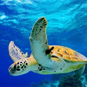 Snorkel With a Sea Turtle