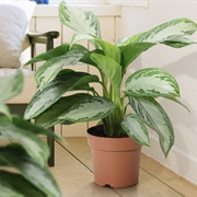 Aglaonema