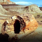 José Ormachea Petrified Forest, Argentina