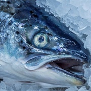 Tasmanian Atlantic Salmon