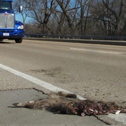 Road Kill