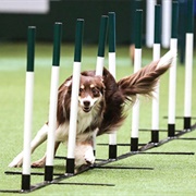 Dog Agility