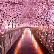 Cherry Blossom Festival, Japan