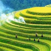 Visit a Rice Terrace