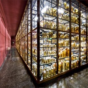 Wet Collection, Museum Fur Naturkunde, Berlin