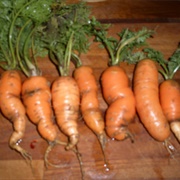 Ugly Nantes Carrot