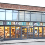 The Giant Bellflower - Selby