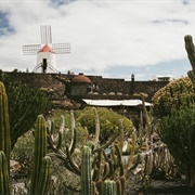 Lanzarote, Jardin Del Cactus