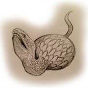 Tsuchinoko