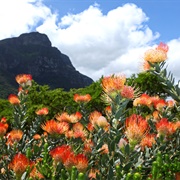 Cape Town, South Africa