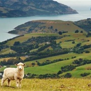 New Zealand Is Founded 1840