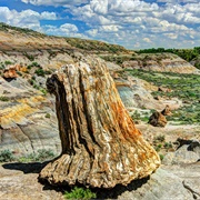 Petrified Forest, Theodore Roosevelt National Park