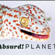 Absurd! Planet
