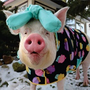 Esther the Wonder Pig