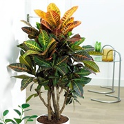 Croton