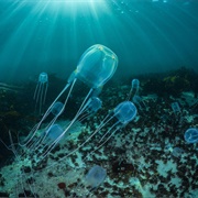 Box Jellyfish (Most Venomous Animal)