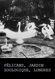 Pelicans, London Zoological Garden (1896)