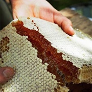 Collect Honey in the Wild