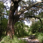 The Devil&#39;s Tree, Oak Hammock Park