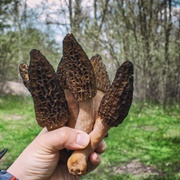 Went Mushroom Hunting