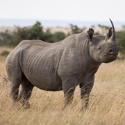 Black Rhinoceros