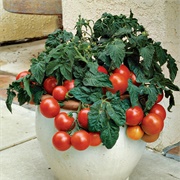Tomato Plant