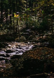 Rabbits in the Creek (-)