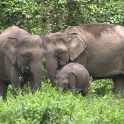 Bornean Elephants